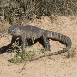 Varanus rosenbergi at Booth, ACT - 17 Dec 2021