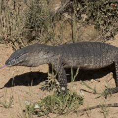 Varanus rosenbergi at Booth, ACT - 17 Dec 2021