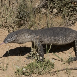 Varanus rosenbergi at Booth, ACT - 17 Dec 2021