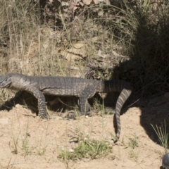 Varanus rosenbergi at Booth, ACT - 17 Dec 2021