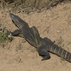 Varanus rosenbergi at Booth, ACT - 17 Dec 2021