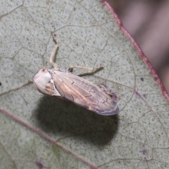 Brunotartessus fulvus (Yellow-headed Leafhopper) at Mount Clear, ACT - 16 Dec 2021 by AlisonMilton