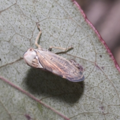 Brunotartessus fulvus (Yellow-headed Leafhopper) at Mount Clear, ACT - 17 Dec 2021 by AlisonMilton