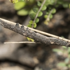 Pantydia (genus) at Mount Clear, ACT - 17 Dec 2021