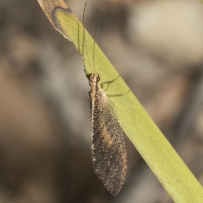 Hemerobiidae sp. (family) (Unidentified brown lacewing) at Mount Clear, ACT - 17 Dec 2021 by AlisonMilton