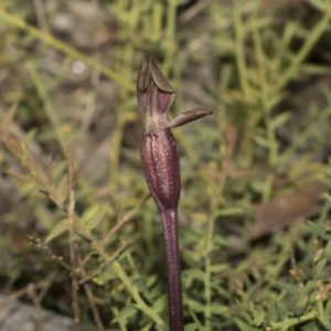 Chiloglottis valida at Mount Clear, ACT - 17 Dec 2021