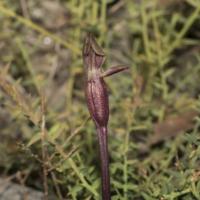 Chiloglottis valida (Large Bird Orchid) at Mount Clear, ACT - 17 Dec 2021 by AlisonMilton