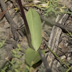 Chiloglottis valida at Mount Clear, ACT - 17 Dec 2021