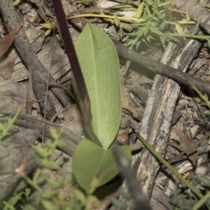 Chiloglottis valida at Mount Clear, ACT - 17 Dec 2021