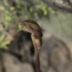 Chiloglottis valida at Mount Clear, ACT - suppressed