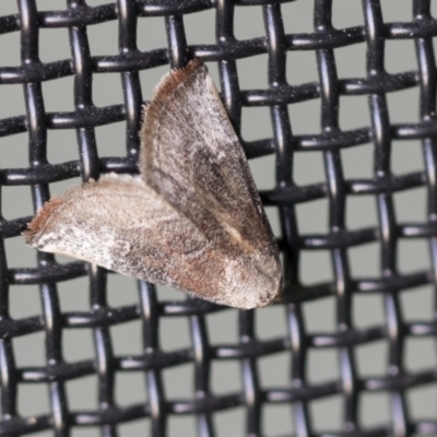 Mataeomera coccophaga (Brown Scale-moth) at Higgins, ACT - 13 Dec 2021 by AlisonMilton