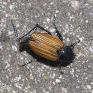 Phyllotocus rufipennis at Dunlop, ACT - 7 Dec 2021 10:32 AM