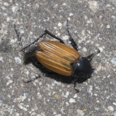 Phyllotocus rufipennis (Nectar scarab) at West Belconnen Pond - 7 Dec 2021 by AlisonMilton