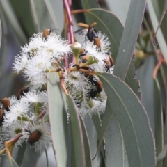 Phyllotocus rufipennis at Dunlop, ACT - 7 Dec 2021