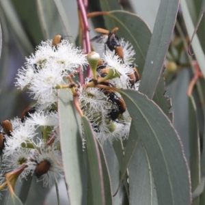 Phyllotocus rufipennis at Dunlop, ACT - 7 Dec 2021