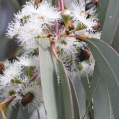 Phyllotocus rufipennis at Dunlop, ACT - 7 Dec 2021