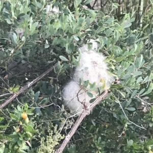 Clematis microphylla at Ventnor, VIC - 14 Dec 2021