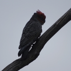 Callocephalon fimbriatum (Gang-gang Cockatoo) at O'Malley, ACT - 4 Dec 2021 by Mike