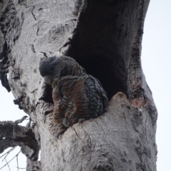 Callocephalon fimbriatum (Gang-gang Cockatoo) at GG172 - 17 Dec 2021 by Mike