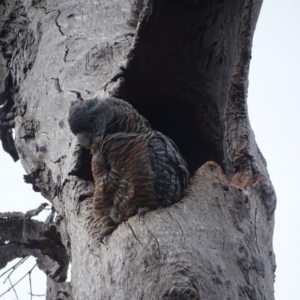 Callocephalon fimbriatum at O'Malley, ACT - 18 Dec 2021