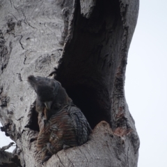 Callocephalon fimbriatum at O'Malley, ACT - 18 Dec 2021