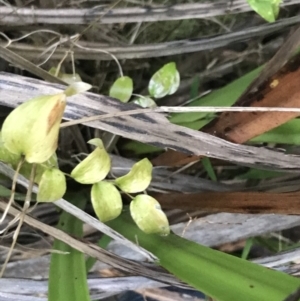 Asparagus asparagoides at Ventnor, VIC - 14 Dec 2021