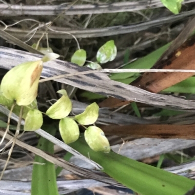 Asparagus asparagoides (Bridal Creeper, Florist's Smilax) at Ventnor, VIC - 14 Dec 2021 by Tapirlord