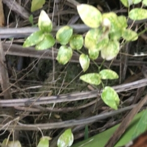 Asparagus asparagoides at Ventnor, VIC - 14 Dec 2021 08:24 PM