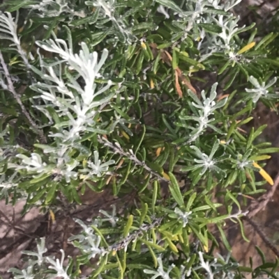 Ozothamnus turbinatus (Coast Everlasting) at Cowes, VIC - 14 Dec 2021 by Tapirlord