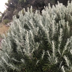 Ozothamnus turbinatus at suppressed - suppressed