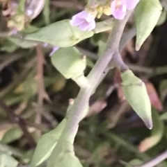 Cakile maritima at Cowes, VIC - 14 Dec 2021 08:44 PM