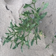 Cakile maritima at Cowes, VIC - 14 Dec 2021