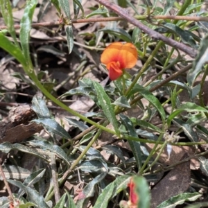 Podolobium procumbens at Mongarlowe, NSW - 18 Dec 2021