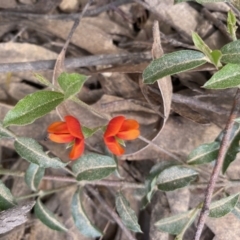 Podolobium procumbens at Mongarlowe, NSW - 18 Dec 2021