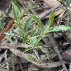 Podolobium procumbens at Mongarlowe, NSW - suppressed