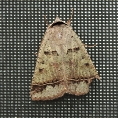 Pantydia sparsa (Noctuid Moth) at Wanniassa, ACT - 18 Dec 2021 by JohnBundock