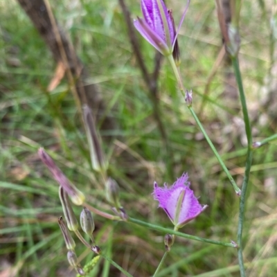 Thysanotus tuberosus (Common Fringe-lily) at Mongarlowe, NSW - 18 Dec 2021 by LisaH