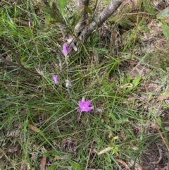 Thysanotus tuberosus at Mongarlowe, NSW - 18 Dec 2021