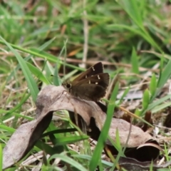 Toxidia parvulus (Banded Grass-skipper) at Mongarlowe River - 18 Dec 2021 by LisaH