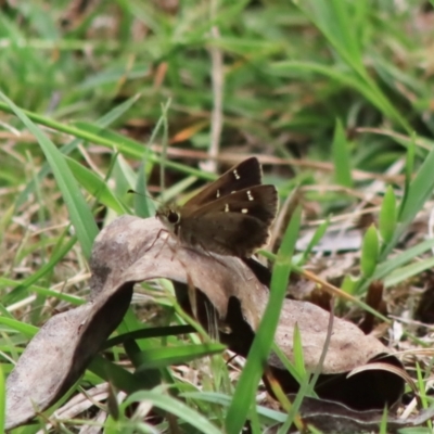 Toxidia parvulus (Banded Grass-skipper) at Mongarlowe River - 18 Dec 2021 by LisaH