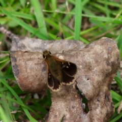 Toxidia parvulus at Mongarlowe, NSW - 18 Dec 2021