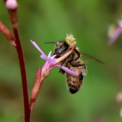 Apis mellifera (European honey bee) at Mongarlowe, NSW - 18 Dec 2021 by LisaH