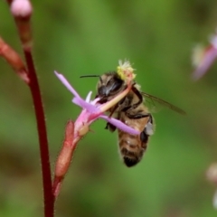 Apis mellifera (European honey bee) at Mongarlowe, NSW - 18 Dec 2021 by LisaH