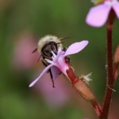 Apis mellifera at Mongarlowe, NSW - suppressed