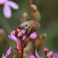 Apis mellifera at Mongarlowe, NSW - 18 Dec 2021