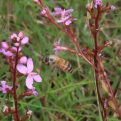 Apis mellifera at Mongarlowe, NSW - 18 Dec 2021