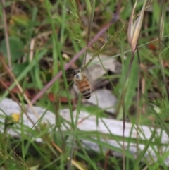 Apis mellifera at Mongarlowe, NSW - suppressed