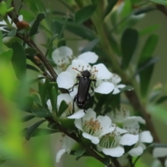 Eleale simplex (Clerid beetle) at Mongarlowe, NSW - 18 Dec 2021 by LisaH