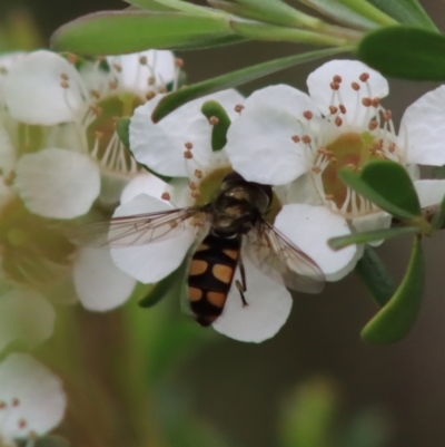 Melangyna viridiceps (Hover fly) at QPRC LGA - 18 Dec 2021 by LisaH