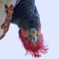 Callocephalon fimbriatum (Gang-gang Cockatoo) at Callum Brae - 17 Dec 2021 by regeraghty